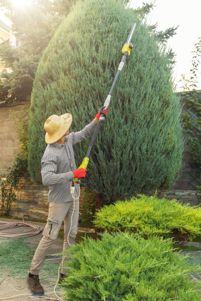 Professional Tree Removal and Landscaping Services in Escanaba, MI